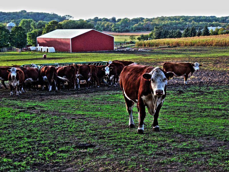 School Farm