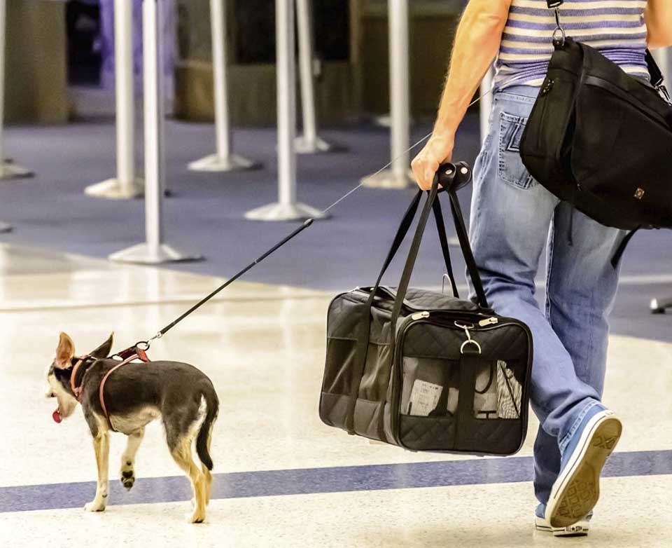 viajar con mascota